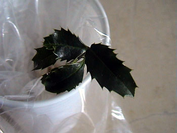 arbolito 004.JPG